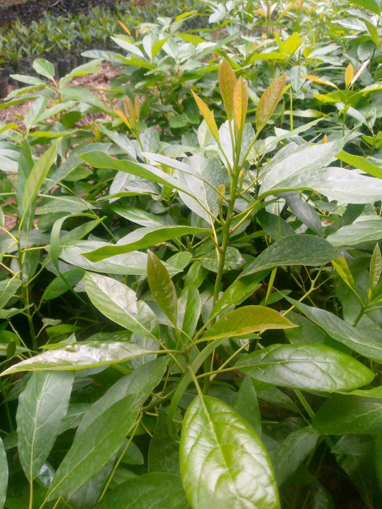 Best Time to Buy and Plant Hass Avocado Seedlings in Kenya