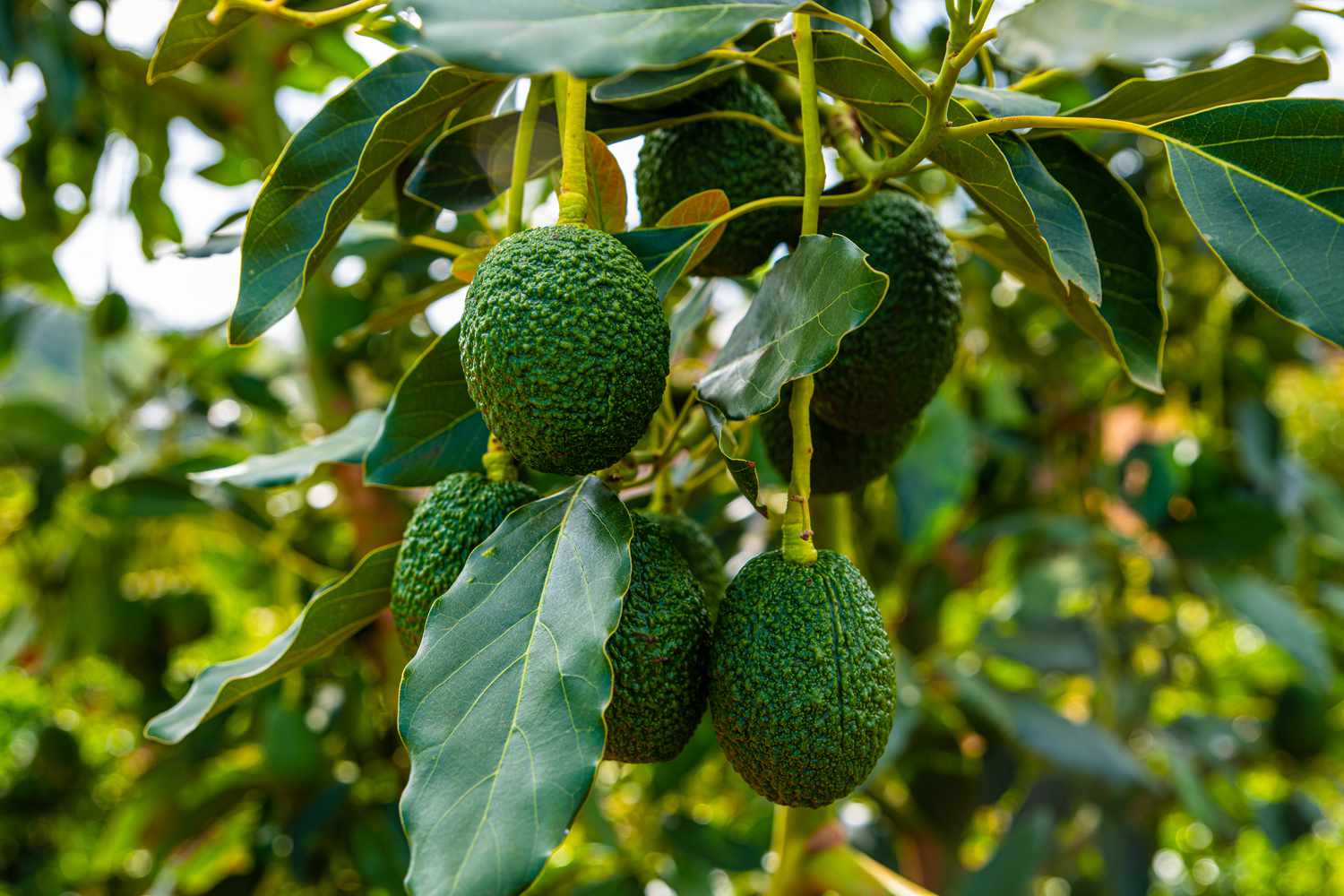 From Kenya to Global Markets: How Royal Seedlings is Making a Mark in the Avocado Industry