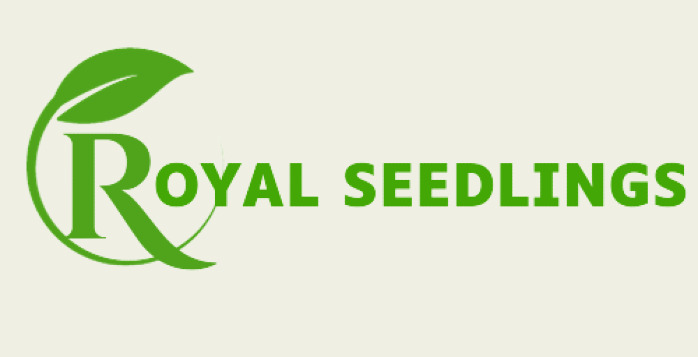 Royal Seedlings, Murang'a – Best Sellers of Hass, Fuerte, Mangoes, Lemons, and Other Seedlings in Kenya