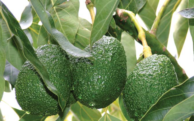 Hass Avocado Seedlings from Royal Seedlings in Kenya