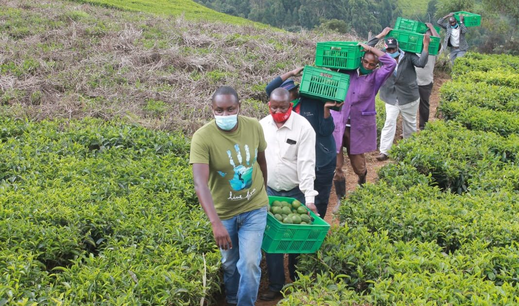 Strengthening Farmer Cooperatives through Partnership with Royal Seedlings