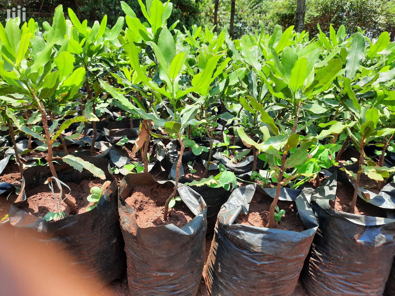 Macadamia Seedlings - Royal Seedlings, Murang'a - Best Sellers of Hass ...