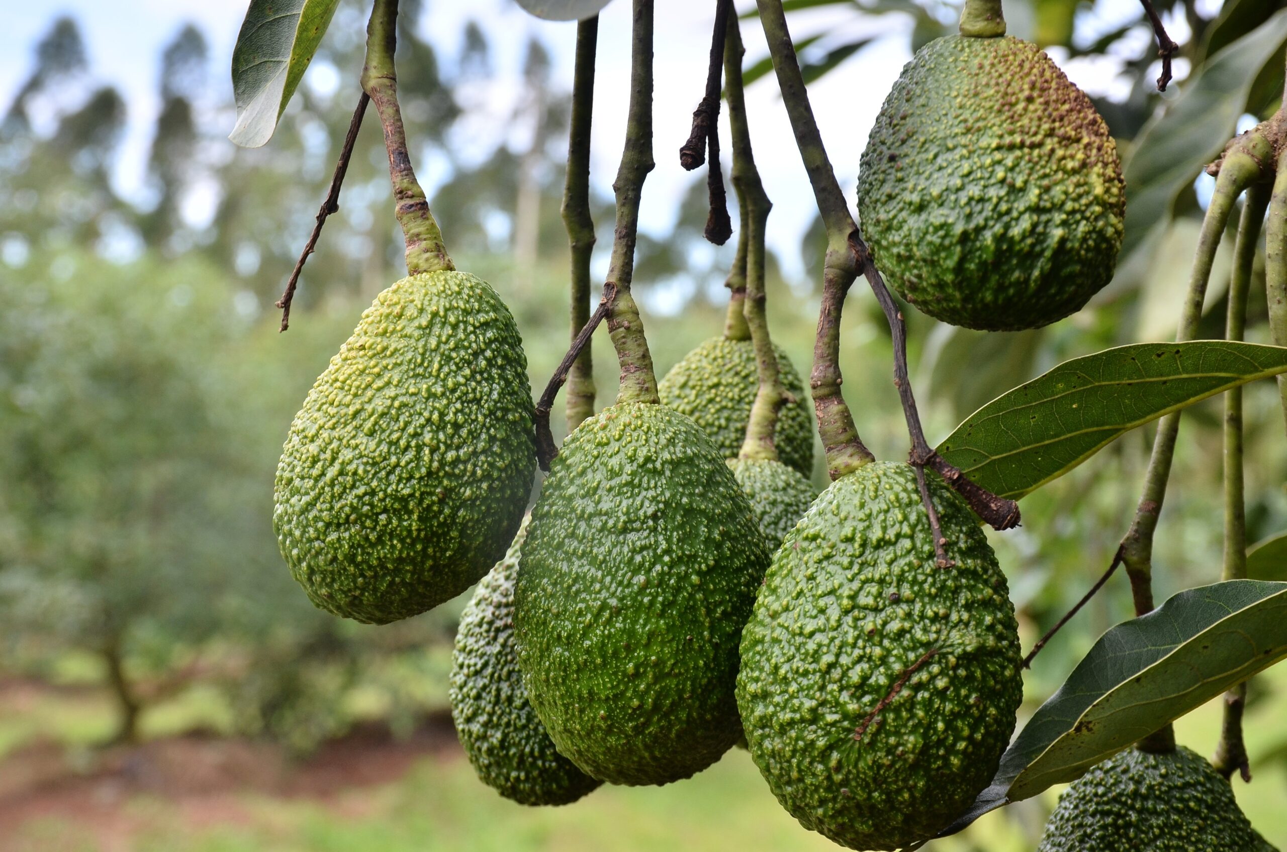 Enhancing Food Security and Livelihoods through Commercialization of Hass Avocado
