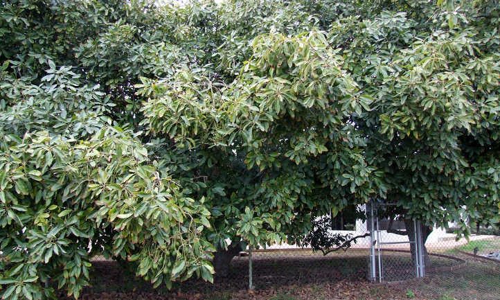 Proper Tree Spacing to Maximize Hass Avocado Yield per Acre in Kenya