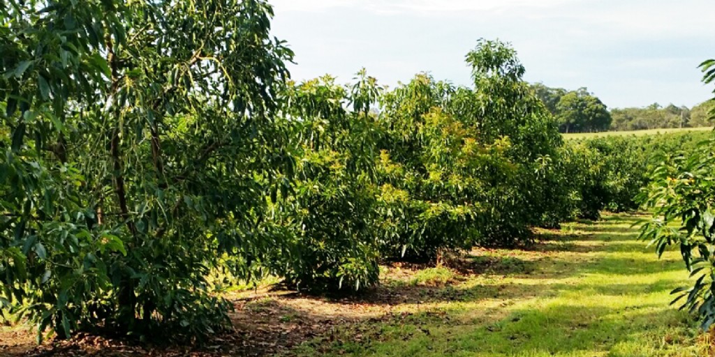 Investing in the Future: Ensuring a Steady Supply of Quality Hass Avocado Seedlings