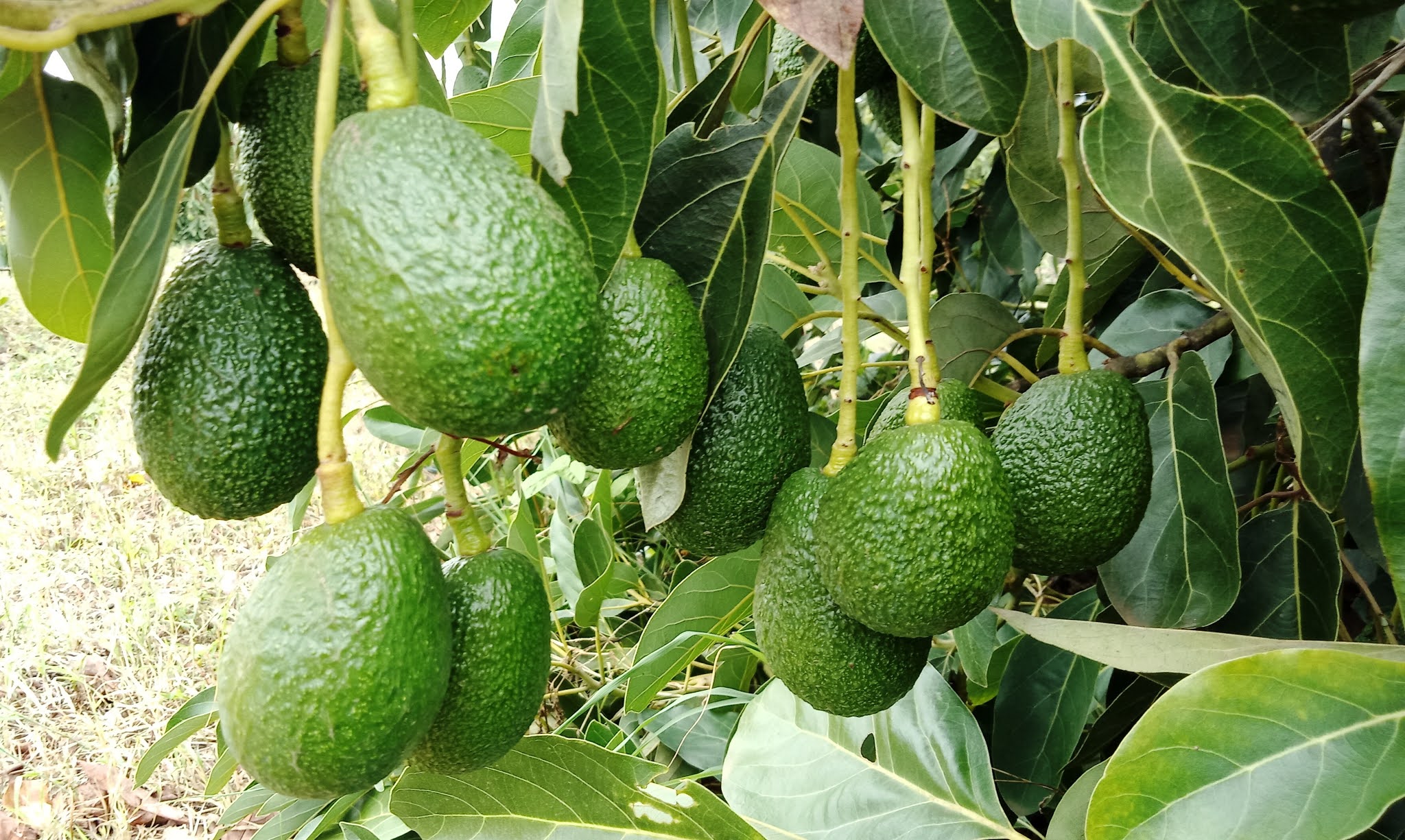 Varieties of Hass Avocado and Their Yield Potential in Kenya